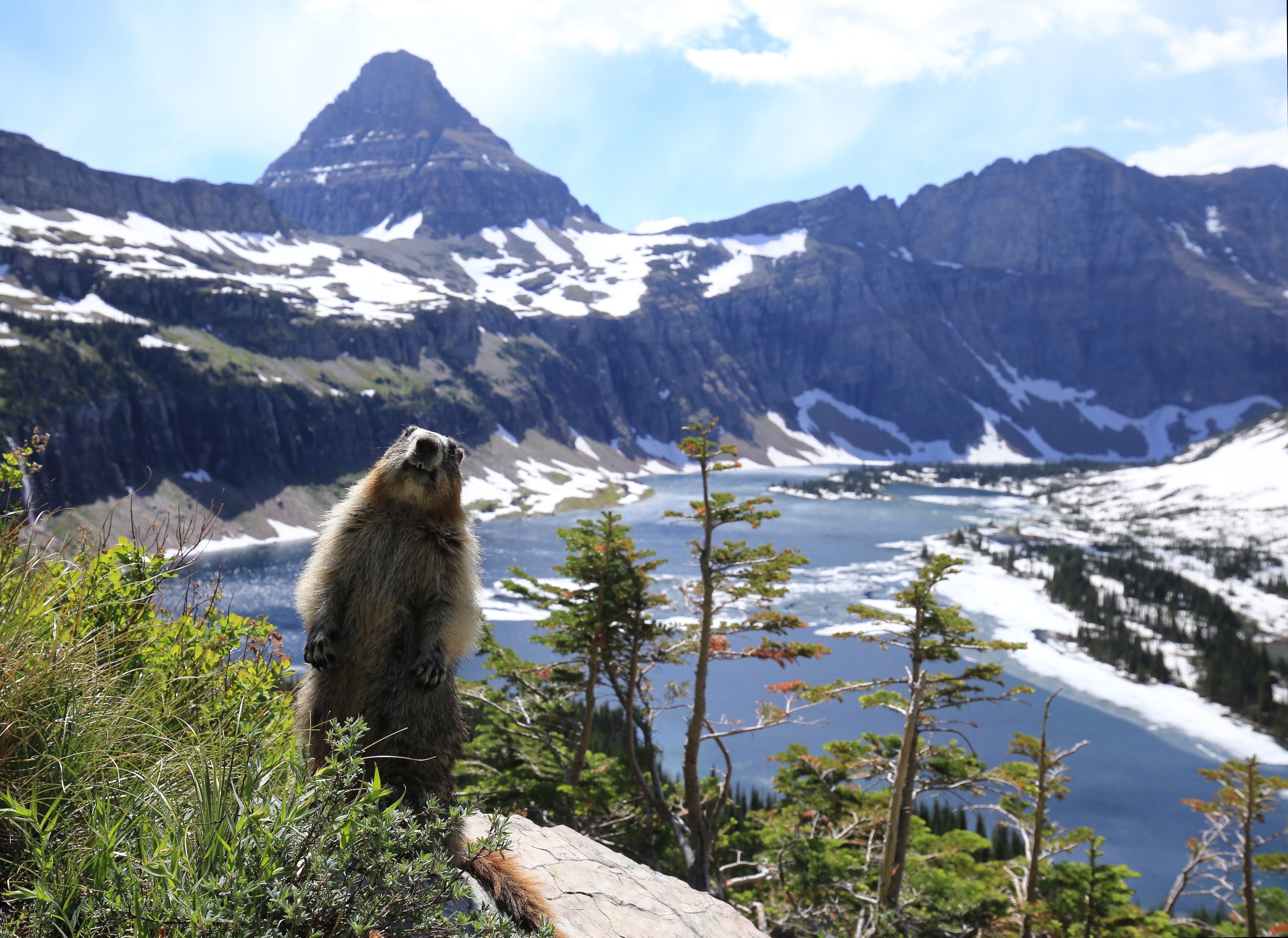 Marmot at Hidden Lake